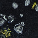 (CTL) Crystaltex