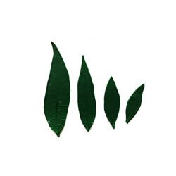 FormaLeaf LP172 - Peach Leaf Pattern Set of 4