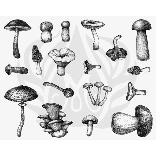 Designer Silkscreens