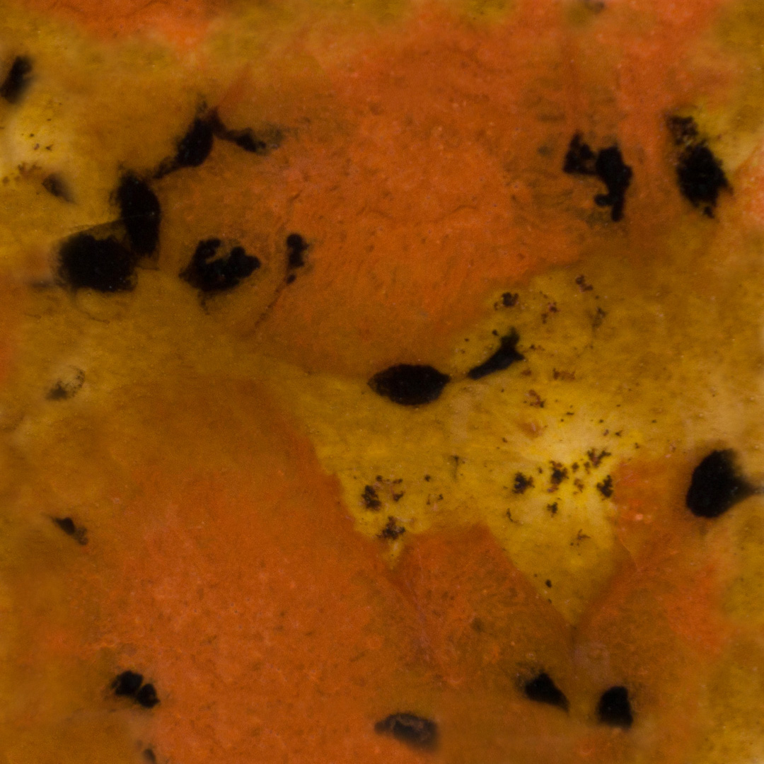 Mayco Jungle Gems - S-2725 Safari | Clay King