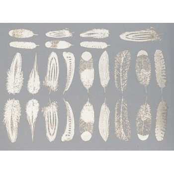 Milestone Decal Art Mica White Small Feathers Foodsafe Decals