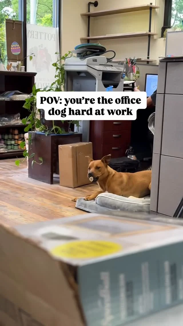 Wholesale Bisqueware - 1212 Sitting Dog Bank | Clay King